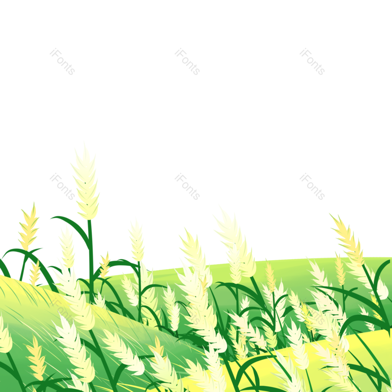 小满图片,麦子元素,麦田PNG,春天免抠素材